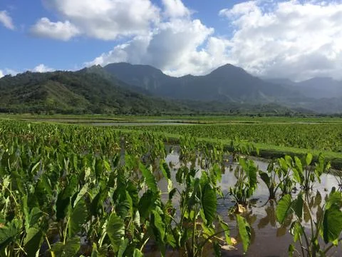 Rice Field Fotos de archivo