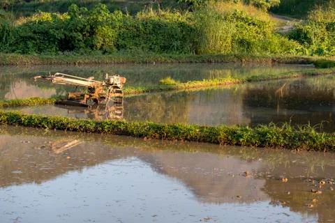 Rice field Stock Photos