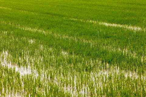 Rice field Stock Photos