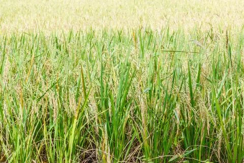 Rice field. Stock-Fotos