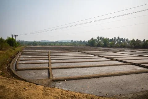 Rice field Stock Photos