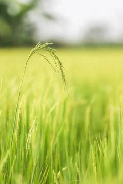 Rice field Stock Photos