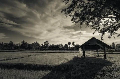 Rice field Stock Photos