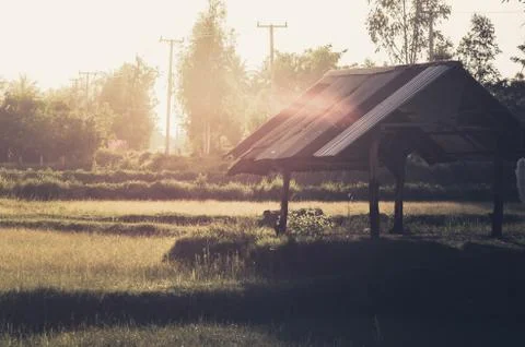 Rice field Stock Photos