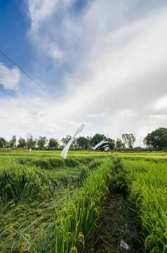 Rice field Stock-Fotos