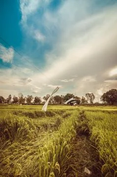 Rice field Stock Photos