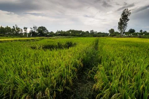Rice field Stock-Fotos