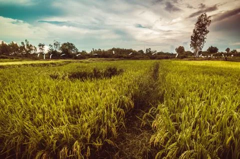 Rice field Stock Photos