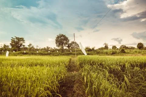 Rice field Stock Photos