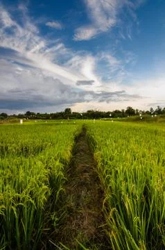 Rice field Stock Photos