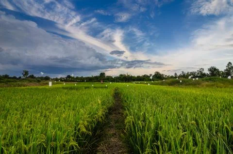 Rice field Stock Photos