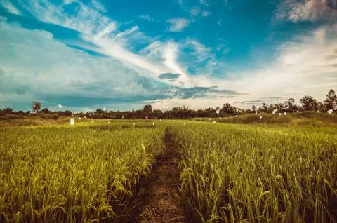 Rice field Stock-Fotos