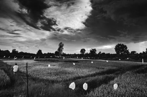 Rice field Stock Photos