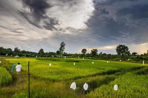 Rice field Stock Photos