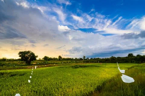 Rice field Stock Photos