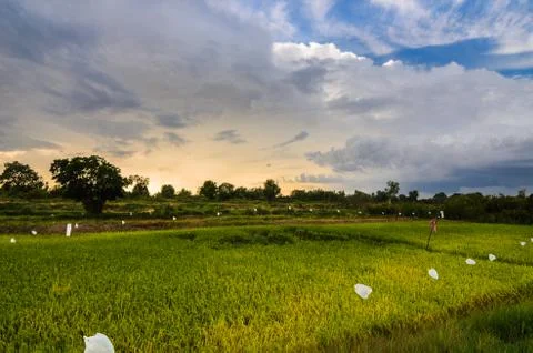 Rice field Stock-Fotos