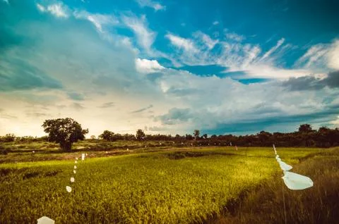 Rice field Stock Photos