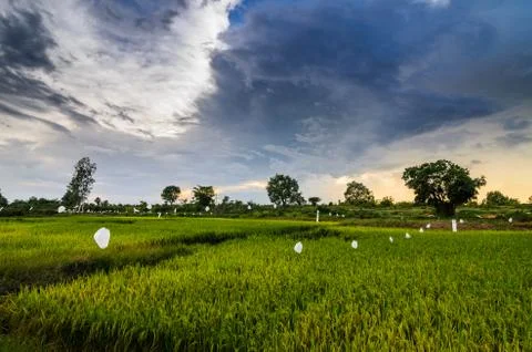 Rice field Stock Photos