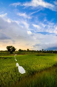 Rice field Stock Photos