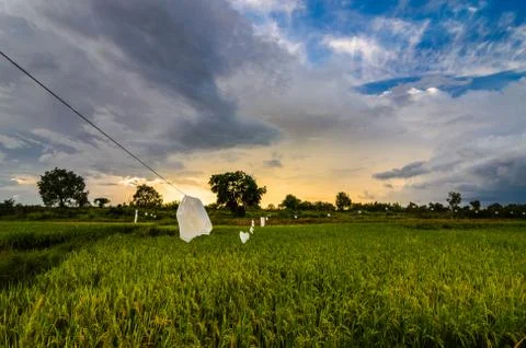 Rice field Foto stock