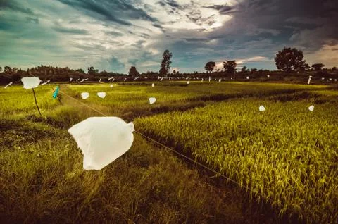 Rice field Stock Photos
