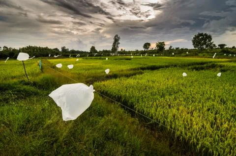Rice field Stock Photos