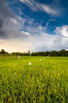 Rice field Stock Photos