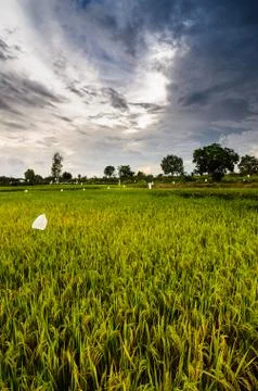 Rice field Stock Photos