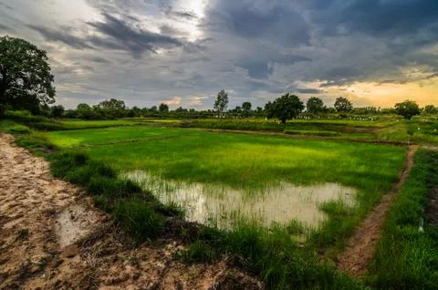 Rice field Stock Photos