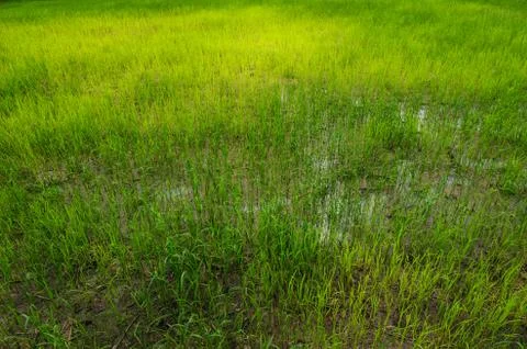 Rice field Foto stock