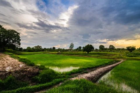 Rice field Foto stock
