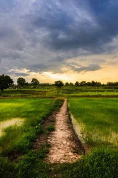 Rice field Stock Photos