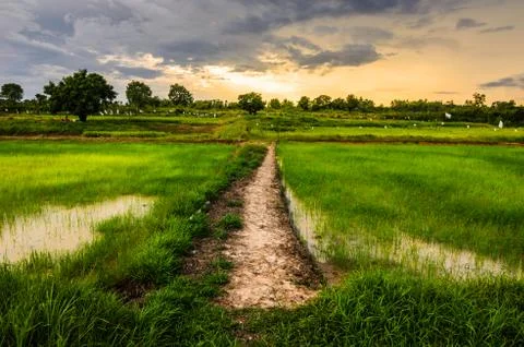 Rice field Stock Photos