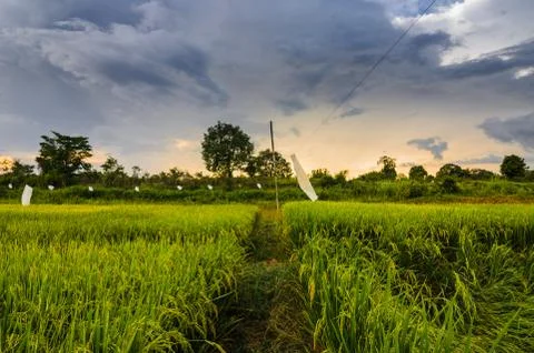 Rice field Stock Photos