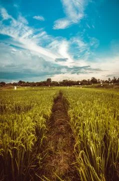 Rice field Stock Photos