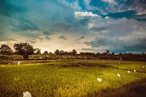 Rice field Stock Photos