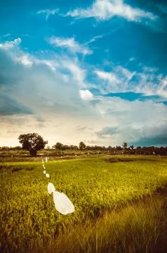 Rice field Stock Photos