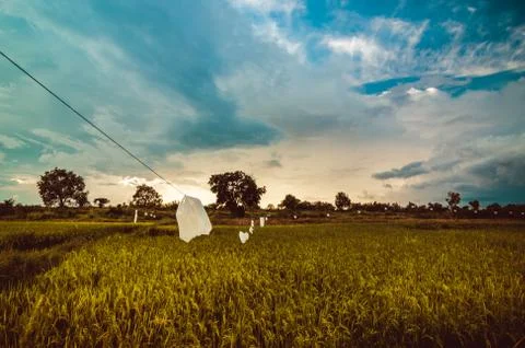 Rice field Stock Photos