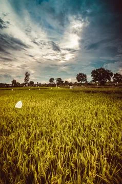 Rice field Stock Photos