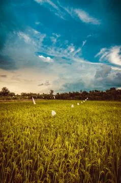 Rice field Foto stock