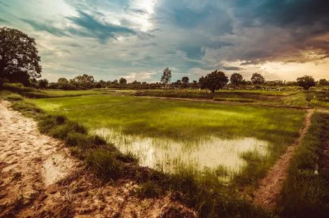 Rice field Stock Photos
