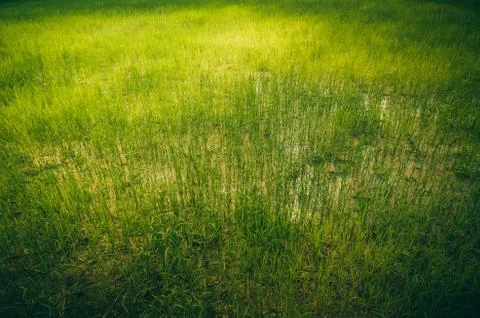 Rice field Stock Photos