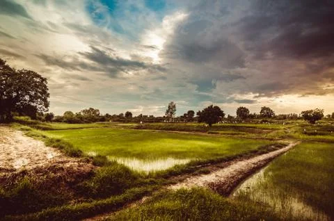 Rice field Stock Photos