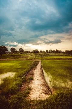 Rice field Stock Photos