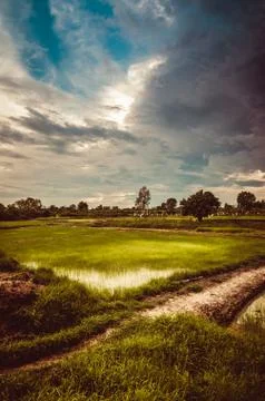 Rice field Stock Photos