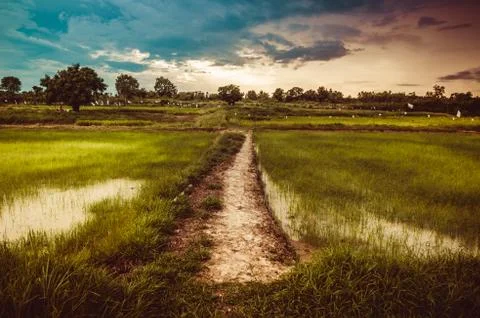Rice field Stock Photos