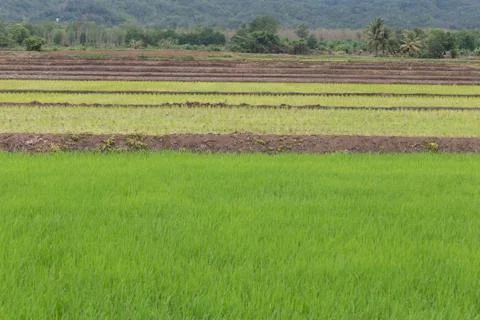 Rice field Stock Photos