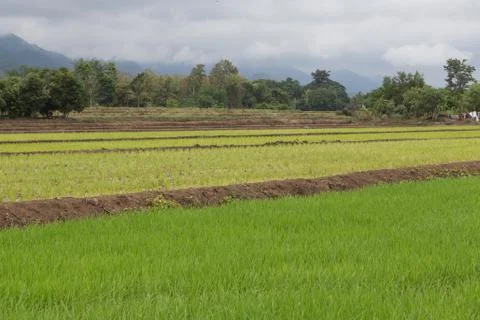 Rice field Stock Photos