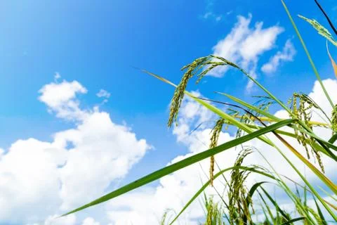 Rice in the field Stock Photos