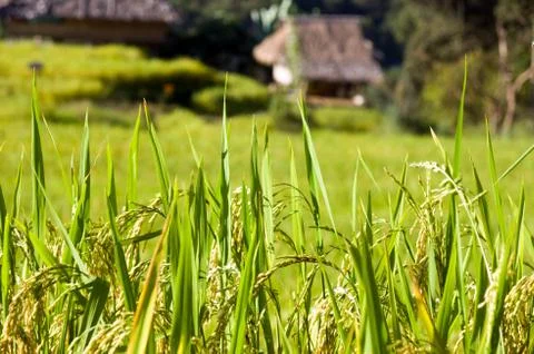 Rice field Stock Photos